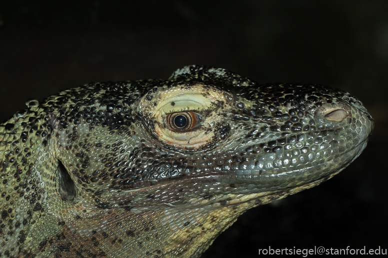 komodo dragon